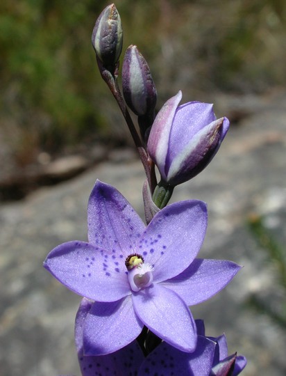 Thelymitra ixioides