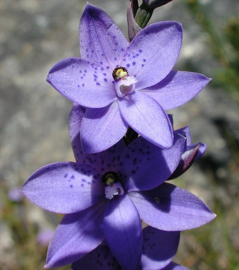 Thelymitra ixioides