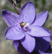 Thelymitra ixioides