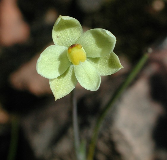 Thelymitra flexuosa