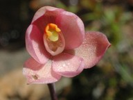 Thelymitra carnea