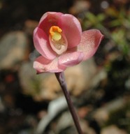 Thelymitra carnea