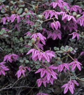 Thomasia sp. ?purpurea