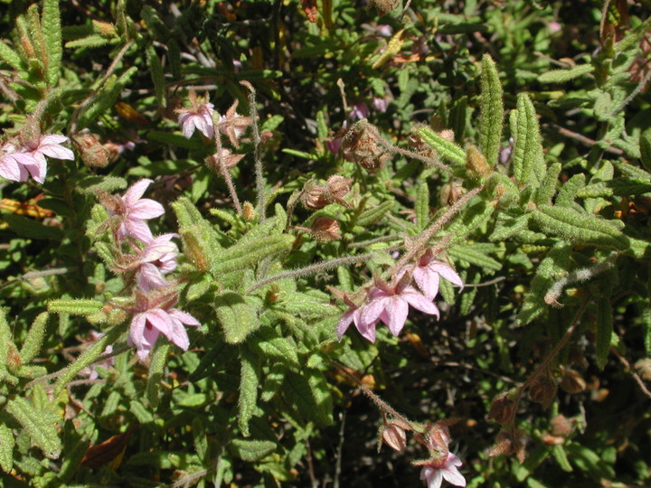 Thomasia petalocalyx