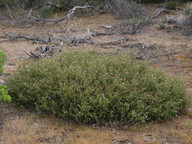 Thomasia petalocalyx