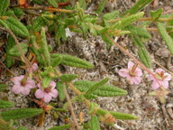 Thomasia petalocalyx