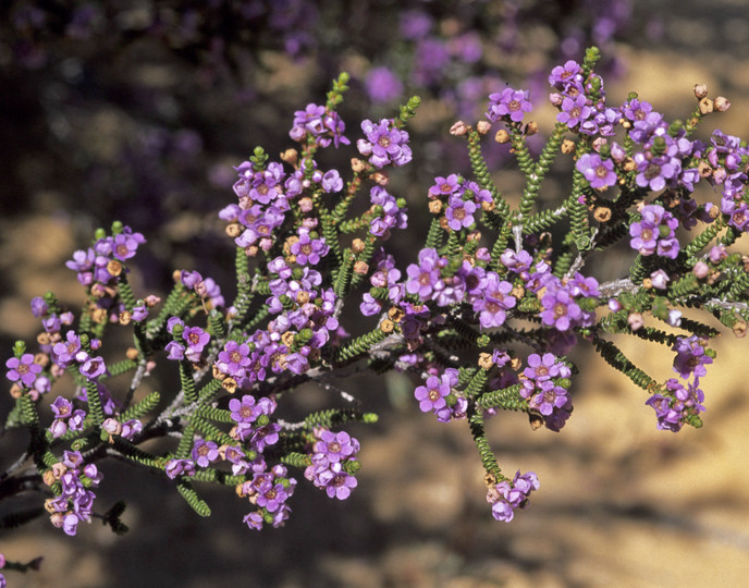 Thryptomene strongylophylla