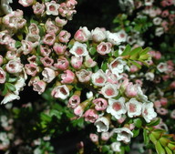 Thryptomene calycina