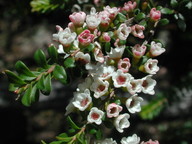 Thryptomene calycina