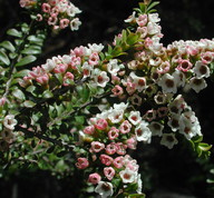 Thryptomene calycina