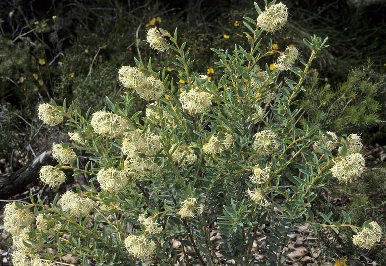 Pimelea floribunda