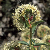 Pimelea floribunda