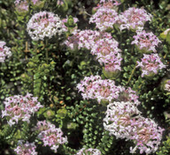 Pimelea ferruginea