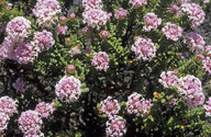 Pimelea ferruginea