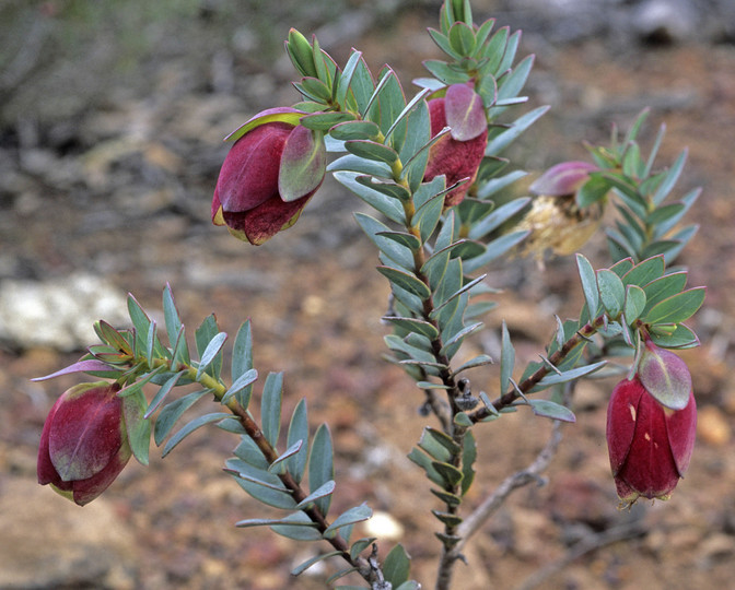 Pimelea physodes