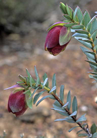 Pimelea physodes