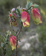 Pimelea physodes