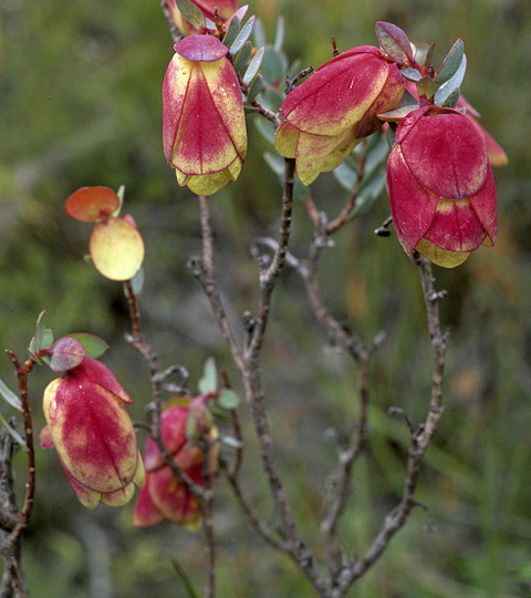 Pimelea physodes