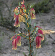 Pimelea physodes