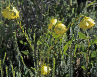 Pimelea suaveolens