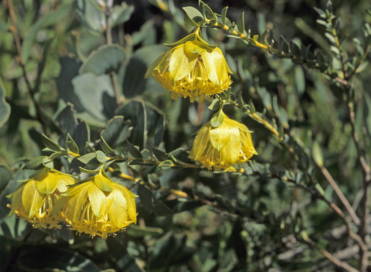 Pimelea suaveolens