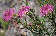 Pimelea rosea