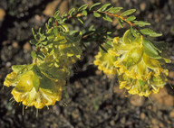 Pimelea sp.