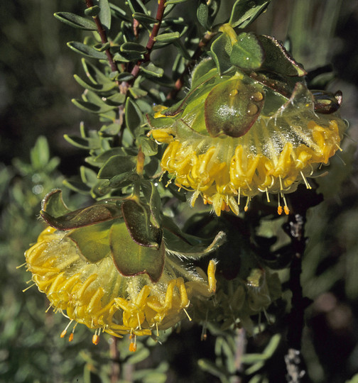 Pimelea sp.