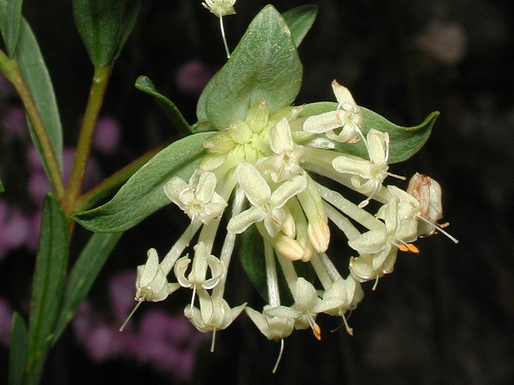 Pimelea linifolia