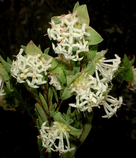 Pimelea linifolia