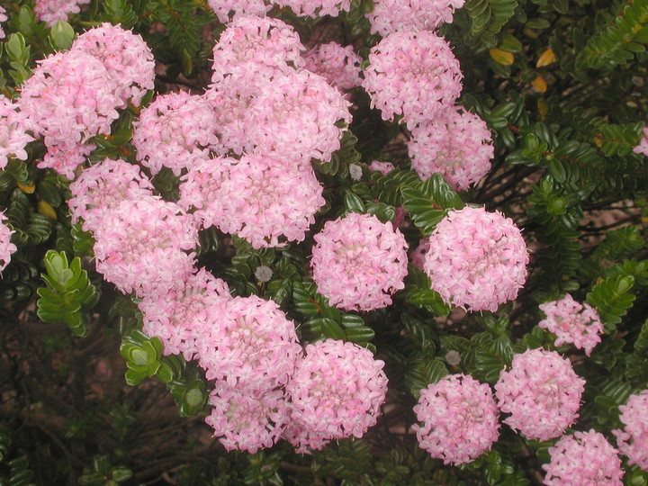 Pimelea ferruginea?