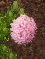 Pimelea ferruginea?