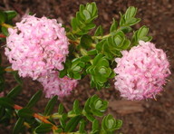 Pimelea ferruginea?