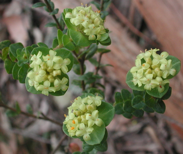 Pimelea flava