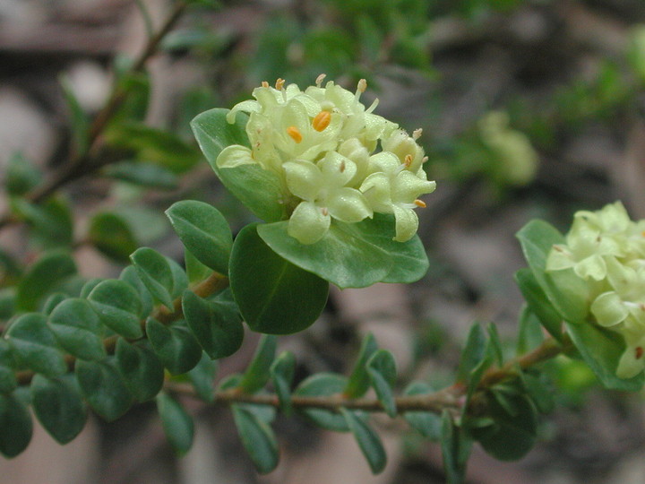 Pimelea flava