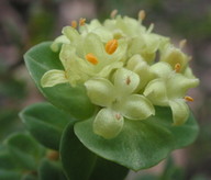 Pimelea flava