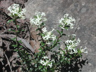 Pimelea humilis