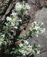 Pimelea humilis