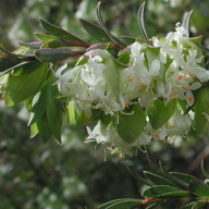 Pimelea pagophila