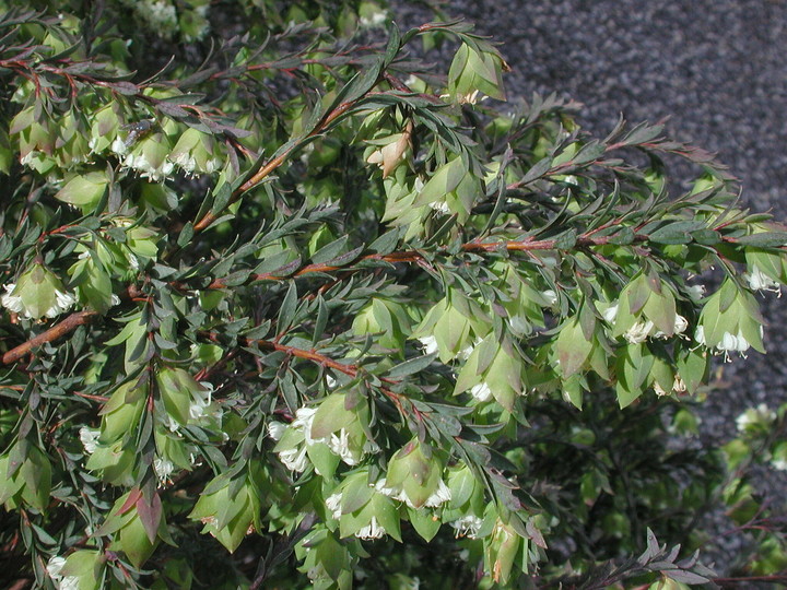 Pimelea pagophila