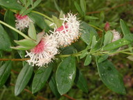 Pimelea ligustrina