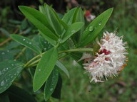 Pimelea ligustrina