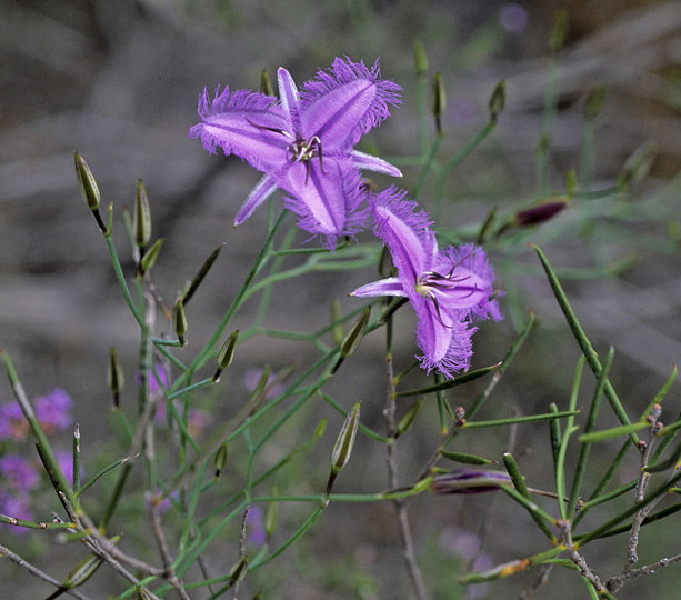 Thysanotus manglesianus