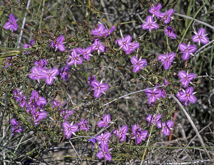 Thysanotus manglesianus