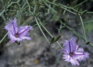 Thysanotus dichotomus