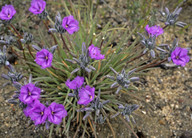 Thysanotus triandrus