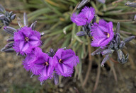 Thysanotus triandrus