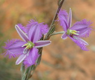 Thysanotus tuberosus