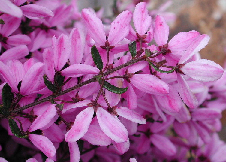 Tetratheca thymifolia