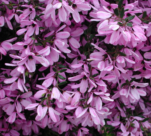 Tetratheca thymifolia